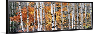 Birch Trees