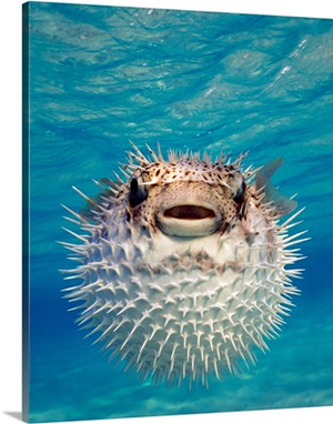 Puffer Fish Bahamas