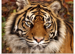 Tiger Ferocity