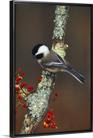 Black-capped chickadee bird on tree branch with berries, Michigan
