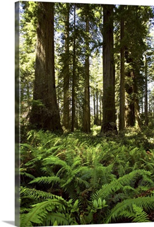 Redwoods National Park, California