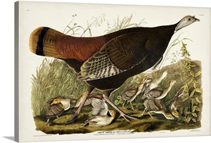 Great American Hen & Young