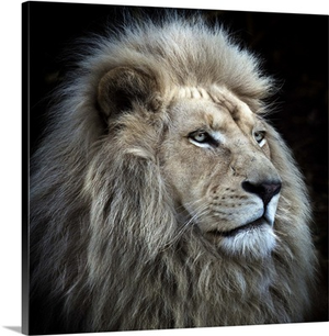 Proud Lion