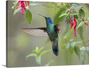 Green Violet-ear (Colibri thalassinus) hummingbird foraging, Costa Rica