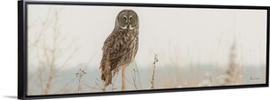 Great Gray Owl Hunting From A Post