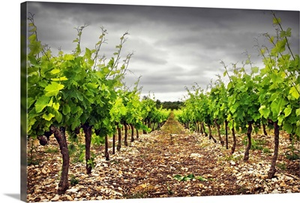 Vineyard in south of France.