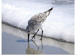 Sandpiper I