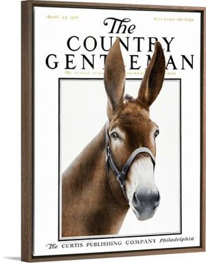 An alert mule with a bridle
