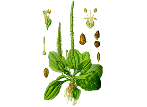 Plantain Seeds