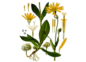 Arnica Seeds