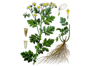 Feverfew Seeds