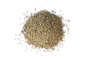 Alfalfa Sprouting Seed Organic