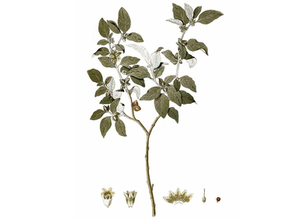 Ashwagandha Seeds