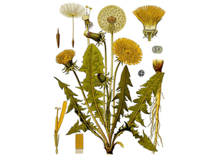 Dandelion Seeds
