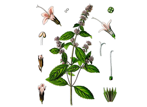 Peppermint Seeds