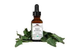 Wild Lettuce Extract Organic