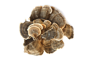Turkey Tail Mushroom Organic