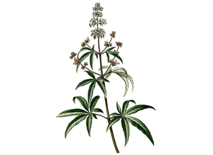Vitex Seeds