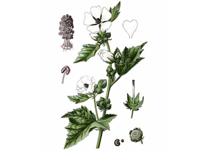 Marshmallow Seeds