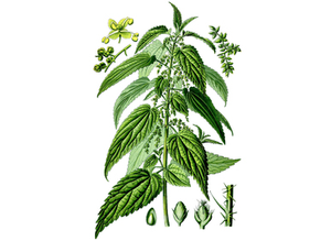 Nettle Seeds