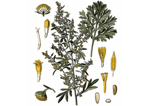 Wormwood Seeds