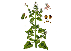 Catnip Seeds