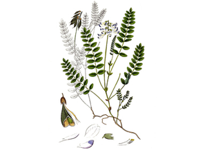 Astragalus Seeds