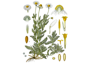 Chamomile, Roman Seeds