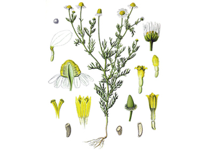 Chamomile, German Seeds