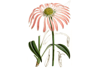 Echinacea purpurea Seeds