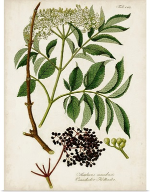 Antique Greenery V