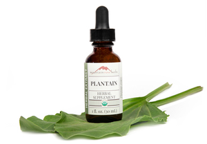 Plantain Extract Organic