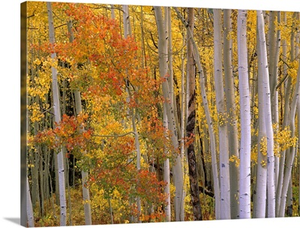 Aspens at Independence Pass, Colorado