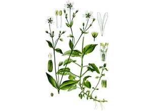 Chickweed Seeds