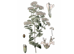 Zaatar Seeds