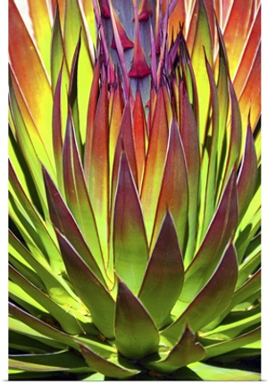 Colorful Agave II