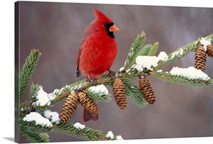 Northern Cardinal (Cardinalis cardinalis) male, South Lyon, Michigan