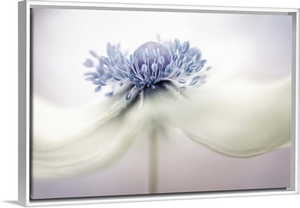 Anemone
