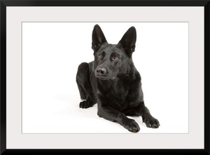 Black German Shepherd laying down