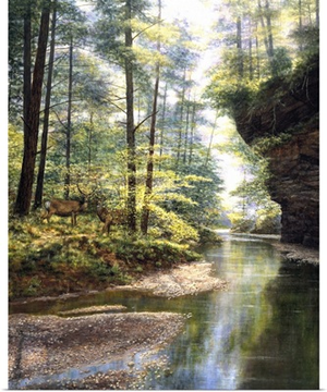 Quiet Forest
