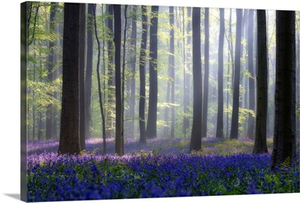Bluebells