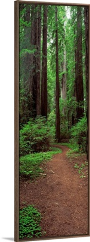 Avenue of the Giants Rockefeller Grove CA