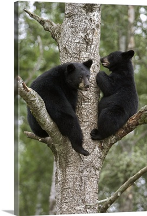 Black Bear (Ursus americanus) two cubs in tree, Orr, Minnesota