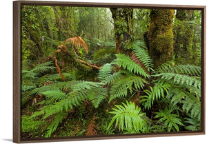 Ferns in Rainforest Westland National Park