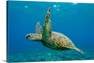 Green sea turtle underwater, Maui, Hawaii, USA