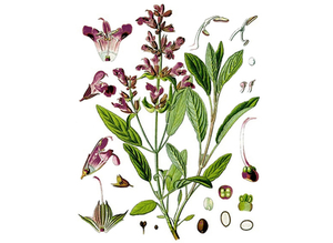 Sage, Garden Seeds