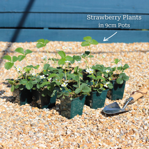 All Season Strawberry Plants Collection