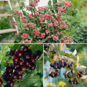 Unusual Berry Collection