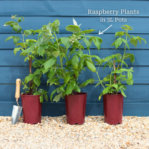 All Season Raspberry Plants Collection