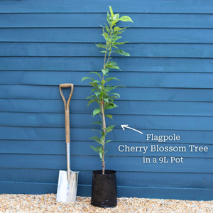 Flagpole Cherry Blossom Tree | Prunus 'Amanogawa'